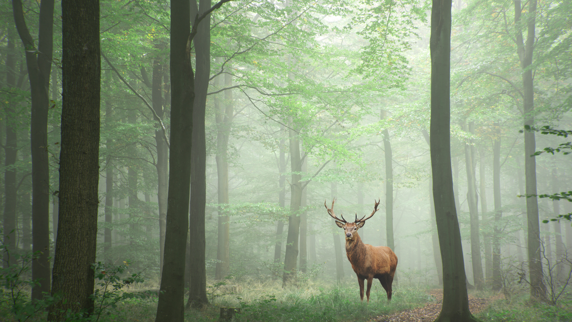 Expert référencement naturel Magescq